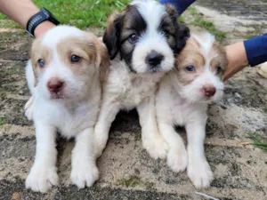 Cachorro raça SRD idade 2 a 6 meses nome Filhotes 