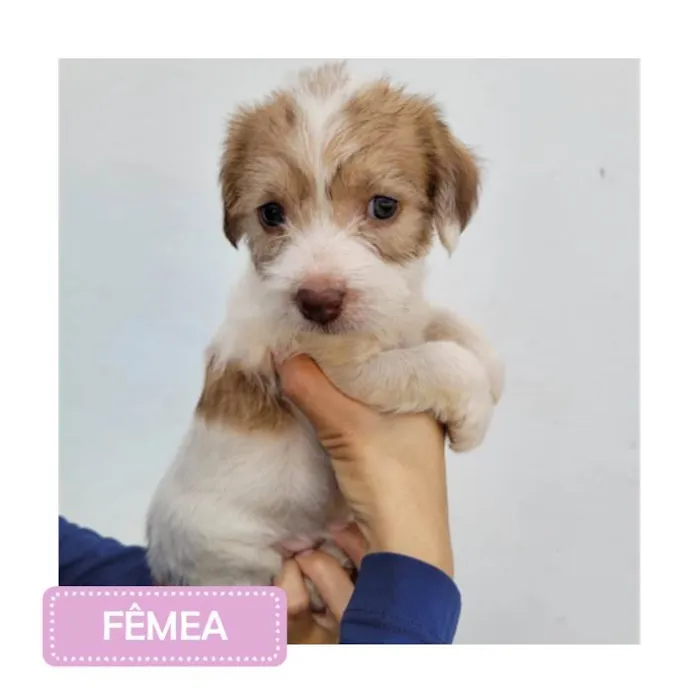 Cachorro raça SRD idade 2 a 6 meses nome Filhotes 