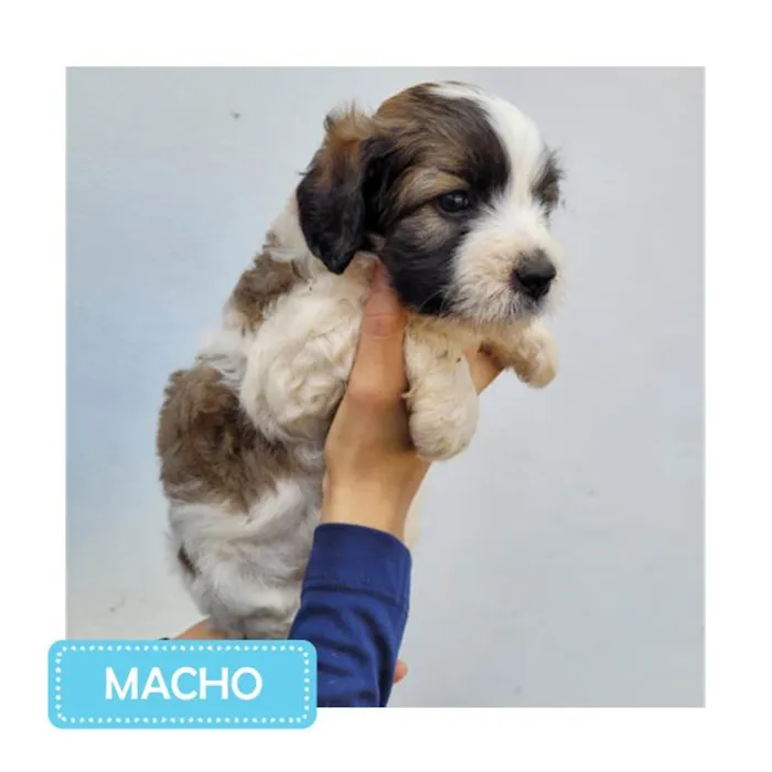 Cachorro raça SRD idade 2 a 6 meses nome Filhotes 