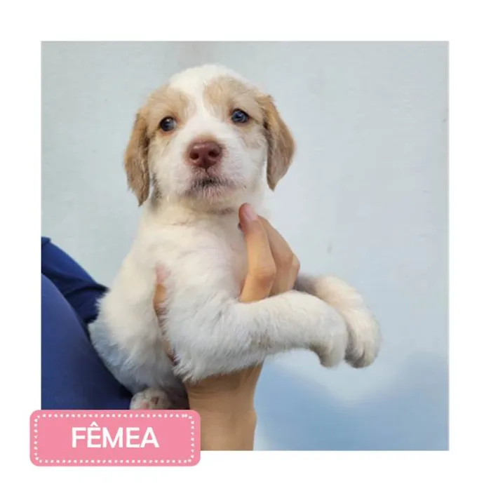 Cachorro raça SRD idade 2 a 6 meses nome Filhotes 