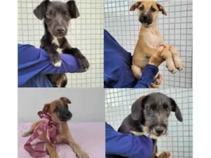 Cachorro raça SRD idade 2 a 6 meses nome FILHOTES 2