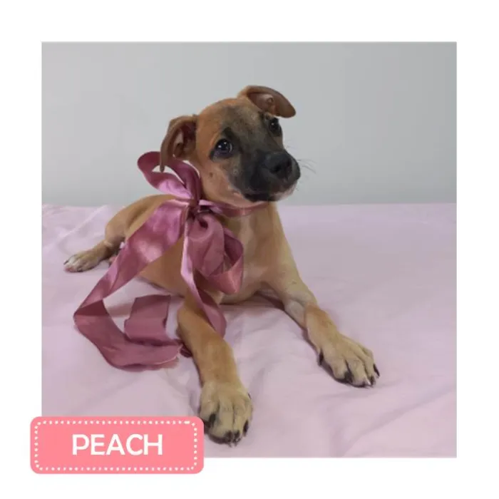 Cachorro raça SRD idade 2 a 6 meses nome FILHOTES 2