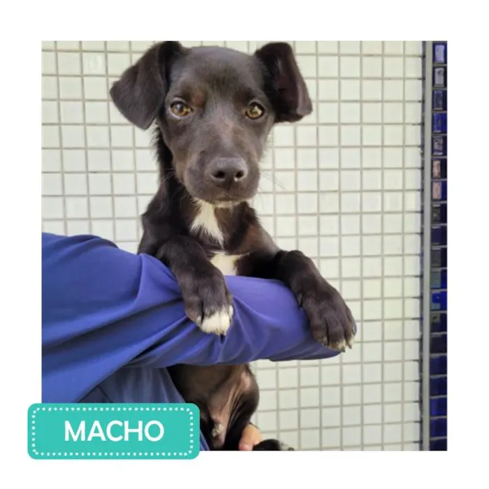 Cachorro raça SRD idade 2 a 6 meses nome FILHOTES 2