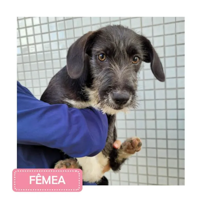 Cachorro raça SRD idade 2 a 6 meses nome FILHOTES 2