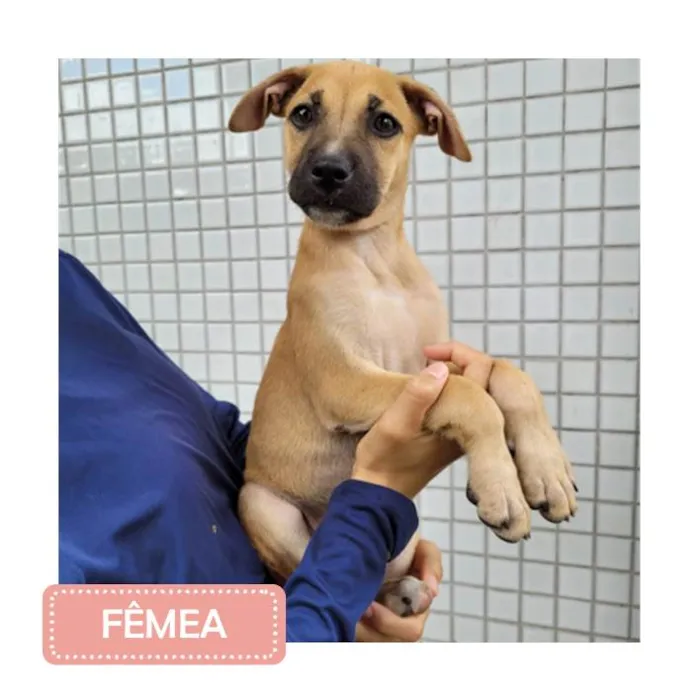 Cachorro raça SRD idade 2 a 6 meses nome FILHOTES 2