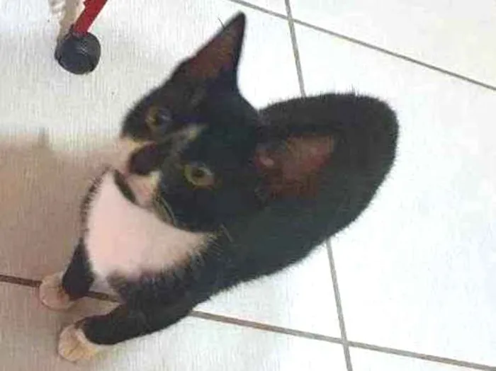 Gato ra a  idade 2 a 6 meses nome Não Identificado