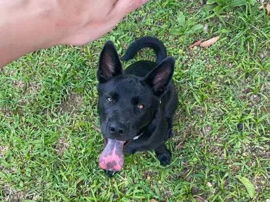 Cachorro ra a mistura de chochow com pitbull idade 7 a 11 meses nome Pantera