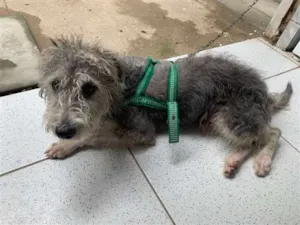 Cachorro raça Mestiço idade 1 ano nome Oreo 