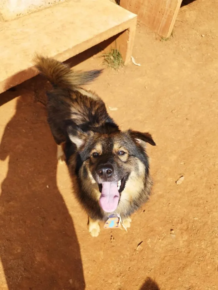 Cachorro raça SRD idade 1 ano nome Urso