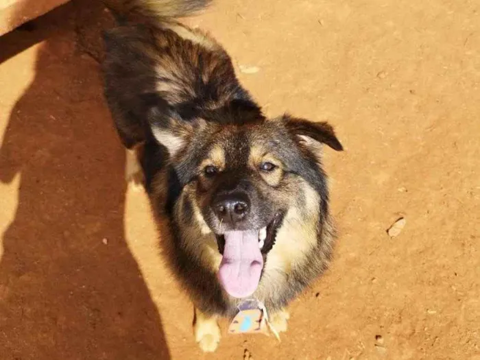 Cachorro raça SRD idade 1 ano nome Urso