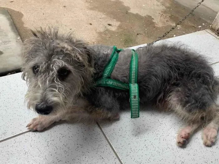 Cachorro ra a Mestiço idade 1 ano nome Oreo 