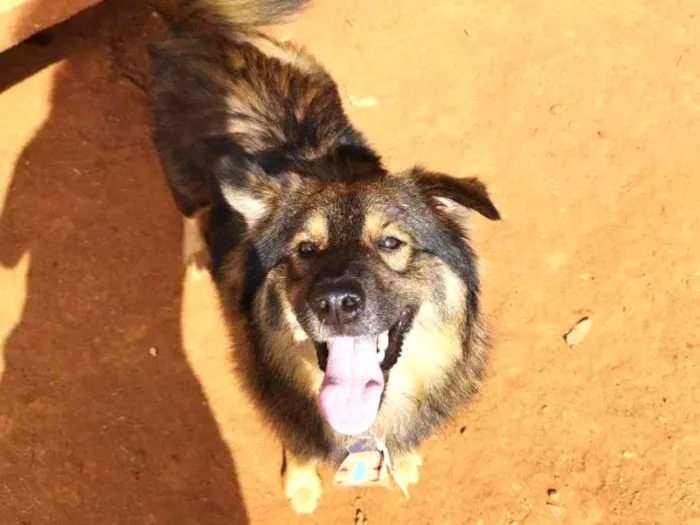 Cachorro raça SRD idade 1 ano nome Urso