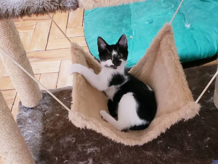 Gato raça Srd idade 2 a 6 meses nome Jaiminho