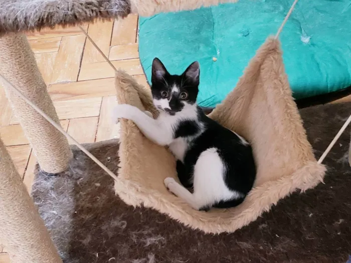 Gato raça Srd idade 2 a 6 meses nome Jaiminho