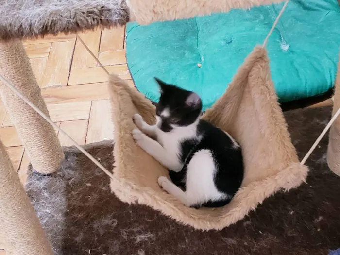 Gato raça Srd idade 2 a 6 meses nome Jaiminho