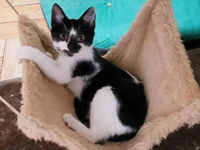 Gato raça Srd idade 2 a 6 meses nome Jaiminho