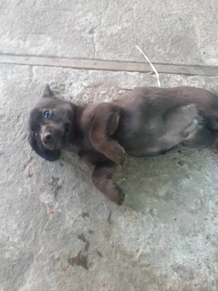 Cachorro ra a  idade 2 a 6 meses nome .