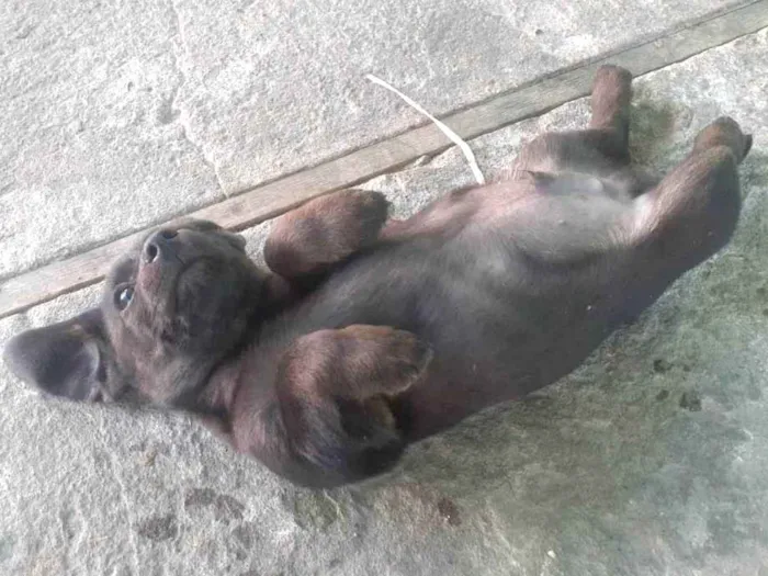 Cachorro ra a  idade 2 a 6 meses nome .