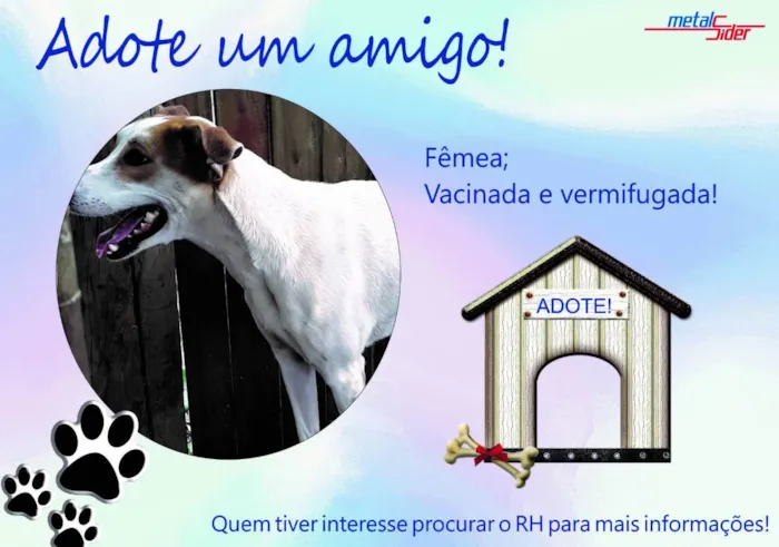 Cachorro ra a Vira-lata idade 4 anos nome Levadinha