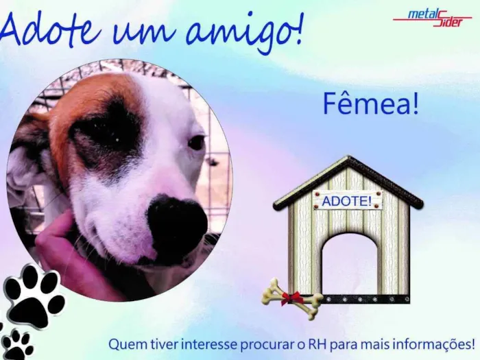 Cachorro ra a Vira-lata idade 4 anos nome Mamãe