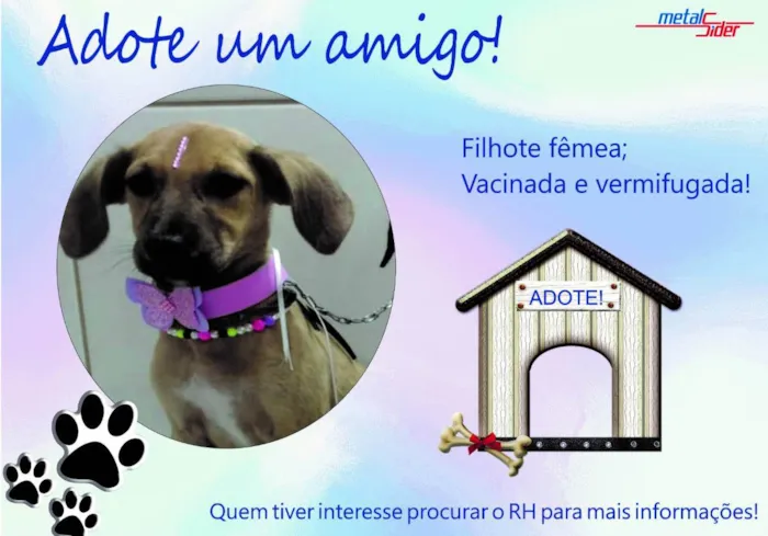 Cachorro ra a Vira-lata idade 7 a 11 meses nome Quietinha