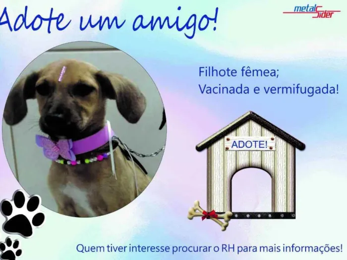 Cachorro ra a Vira-lata idade 7 a 11 meses nome Quietinha