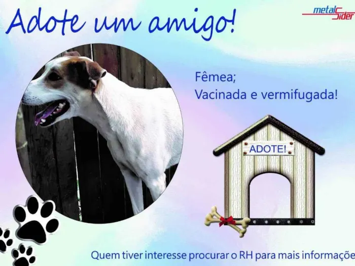 Cachorro ra a Vira-lata idade 4 anos nome Levadinha