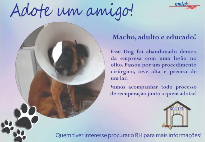 Cachorro ra a Vira-lata idade 4 anos nome Pirata