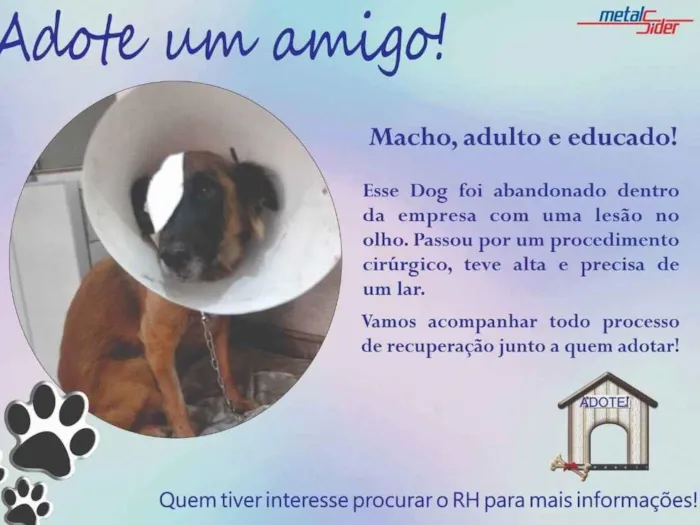 Cachorro ra a Vira-lata idade 4 anos nome Pirata