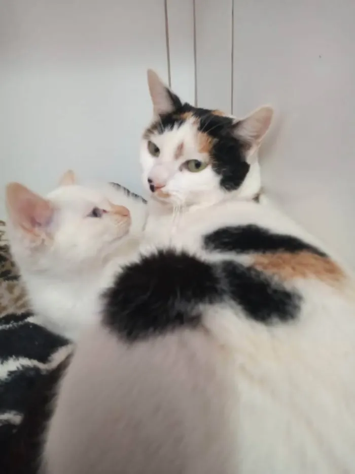 Gato raça SRD idade 7 a 11 meses nome Bianca e Branco