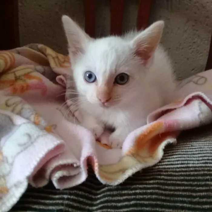 Gato raça SRD idade 7 a 11 meses nome Bianca e Branco