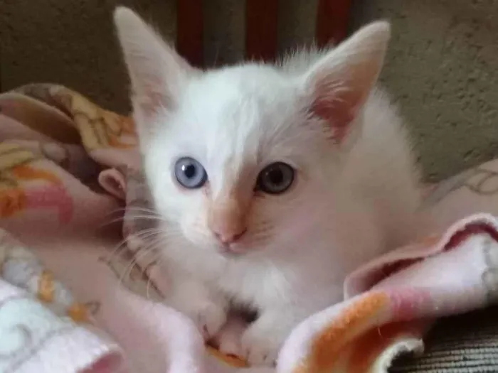 Gato raça SRD idade 7 a 11 meses nome Bianca e Branco