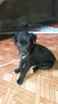 Nego e clara