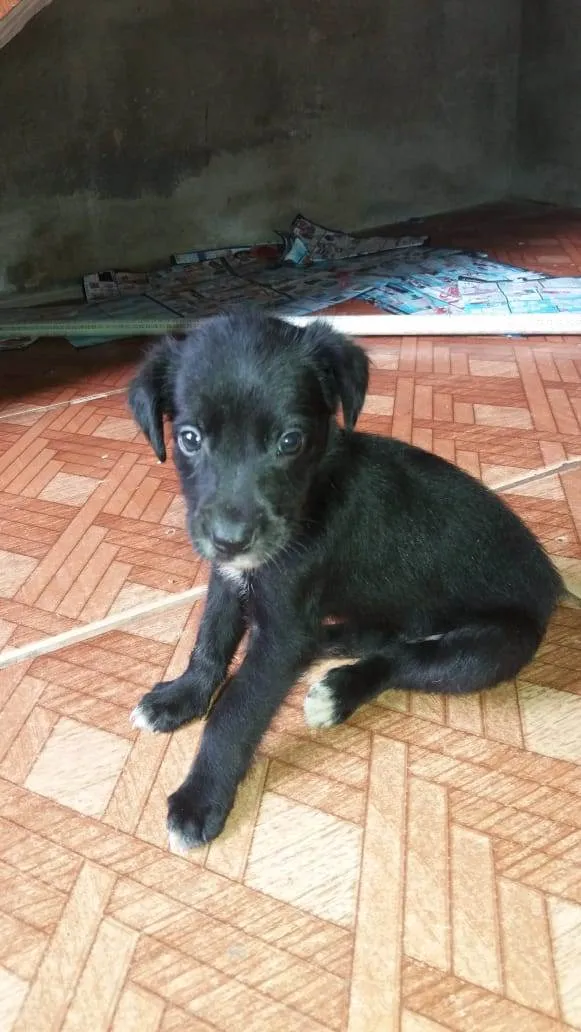 Cachorro raça Srd idade 2 a 6 meses nome Nego e clara