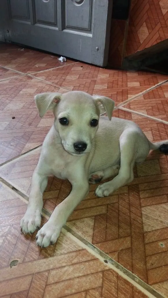 Cachorro raça Srd idade 2 a 6 meses nome Nego e clara