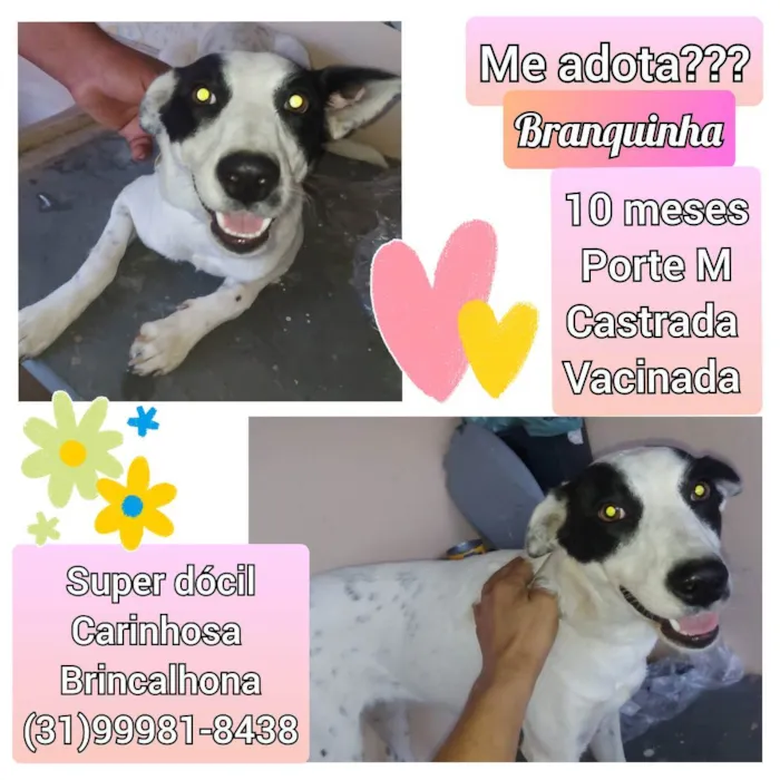 Cachorro raça SRD idade 7 a 11 meses nome Branquinha