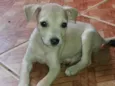 Nego e clara