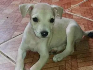 Cachorro raça Srd idade 2 a 6 meses nome Nego e clara