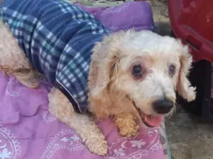 Cachorro raça Poodle idade 6 ou mais anos nome Bobby