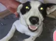 Branquinha
