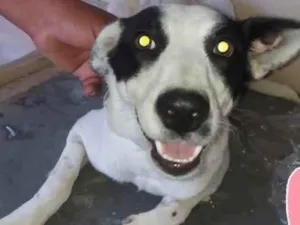 Cachorro raça SRD idade 7 a 11 meses nome Branquinha