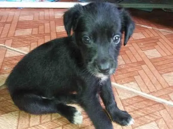 Cachorro raça Srd idade 2 a 6 meses nome Nego e clara