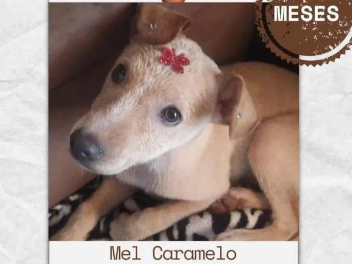 Cachorro ra a Srd  idade 2 a 6 meses nome Não tem nome 