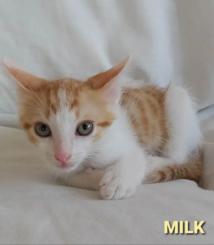 Gato ra a srd bicolor idade 2 a 6 meses nome **MILK **