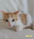 **MILK **