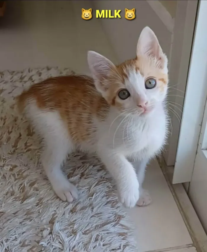 Gato ra a srd bicolor idade 2 a 6 meses nome **MILK **
