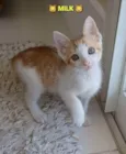**MILK **