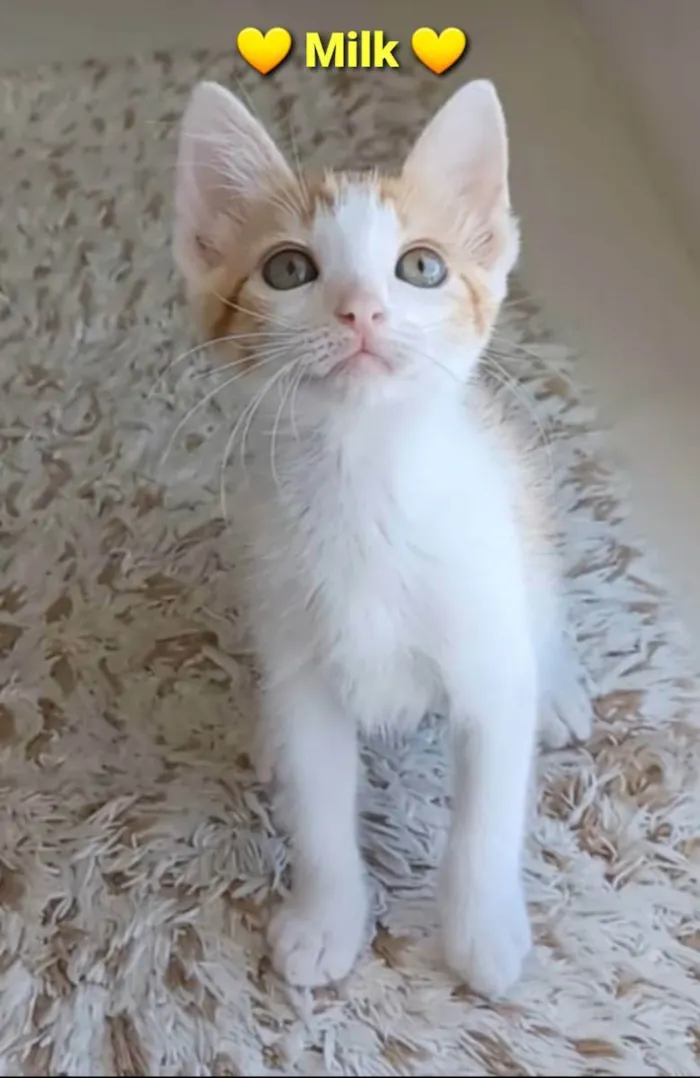 Gato ra a srd bicolor idade 2 a 6 meses nome **MILK **