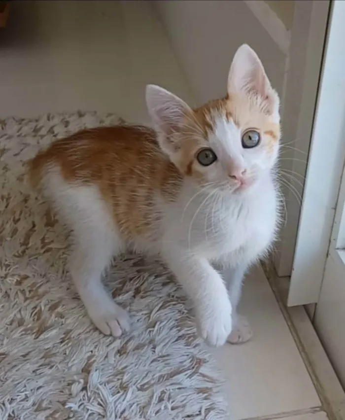 Gato ra a srd bicolor idade 2 a 6 meses nome **MILK **
