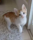 **MILK **